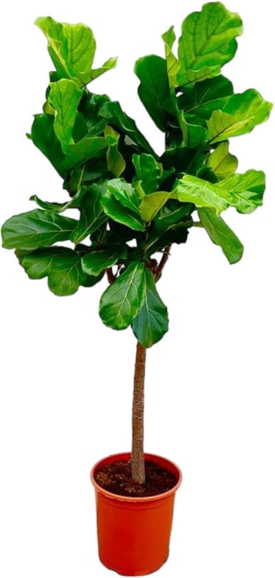Trendyplants - Ficus Lyrata boom - Tabaksplant - Kamerplant - Hoogte 140-160 cm - Potmaat Ø30cm