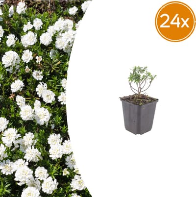 Tuinplantenshop.com | Iberis semp. 'Schneeflocke' | 24 stuks - Ø9cm - 10-25cm hoog - Tuinplant