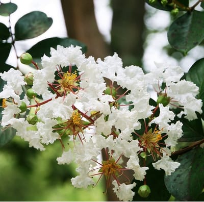 Lagerstroemia Wit - Bloeirijke terrasplant - 3 Liter +/- 40 cm: Struik of kleine boom met witte bloemen, geschikt voor warme locaties.