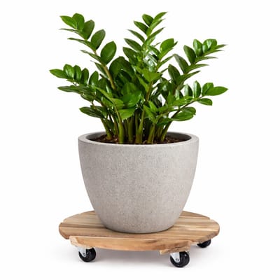 Mega Collections Plantenpot trolley - Acacia hout - D30 x H8 cm - tot 50 kg - multiroller - hondje