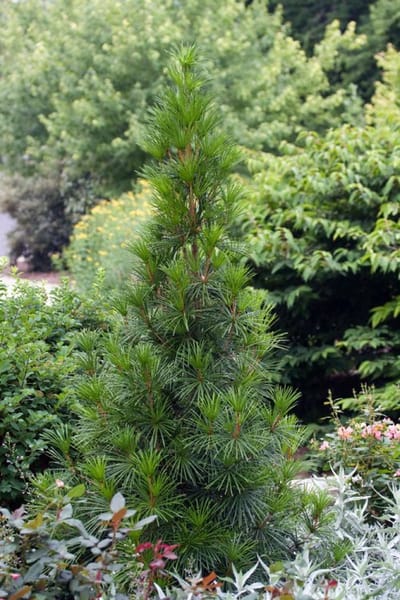 Sciadopitys verticillata C7.5 50-60 cm