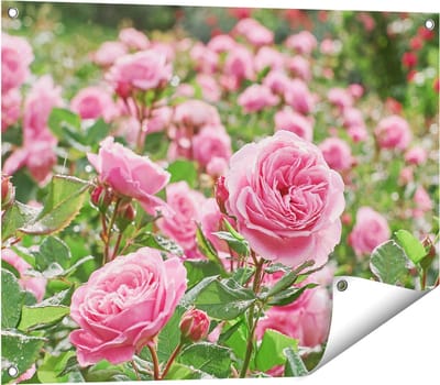 Gards Tuinposter Roze Rozen Bloemenveld - 80x60 cm - Tuindoek - Tuindecoratie - Wanddecoratie buiten - Tuinschilderij
