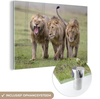 MuchoWow® Glasschilderij 60x40 cm - Schilderij acrylglas - Leeuw - Welp - Gras - Foto op glas - Schilderijen