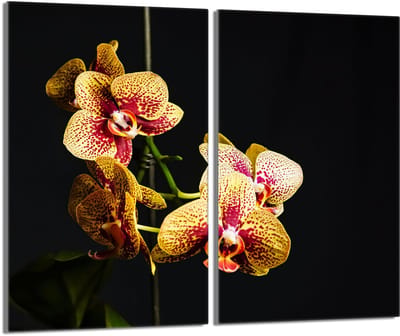 TMK ArtDeko - Gehard Glazen Beschermplaat - 2x30x52 - Orchidee - Veelzijdig Gebruik