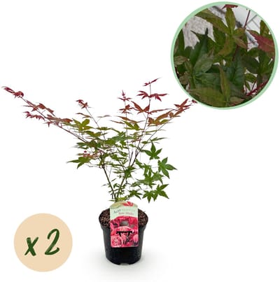 Plantenboetiek.nl | Japanse Esdoorn - Acer palmatum Beni Maiko - Rood - 2 Planten - Bladverliezend - Ø25cm - 60-70cm hoog - Tuinplant