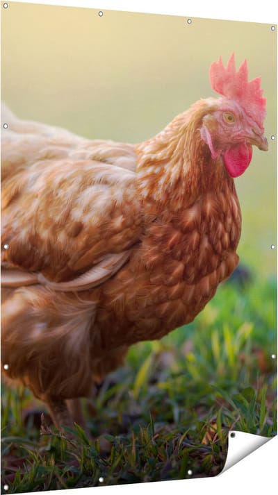 Gards Tuinposter Kip in het Gras - 120x180 cm - Tuindoek - Tuindecoratie - Wanddecoratie buiten - Tuinschilderij