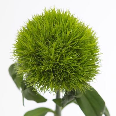 20x Dian.bar.kiwi mellow 60cm