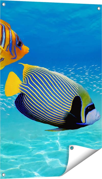 Gards Tuinposter Twee Tropische Vissen in de Rode Zee - 60x90 cm - Tuindoek - Tuindecoratie - Wanddecoratie buiten - Tuinschilderij