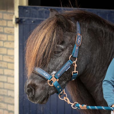 Halsterset Equestrian Society | Pony