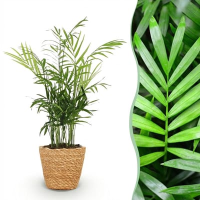 Plantenboetiek.nl | Chamaedorea elegans - Goudpalm - Huisdiervriendelijke Plant - Groen - met Mand - Ø12cm - 15cm hoog - Kamerplant - Arrangement - Plant met pot