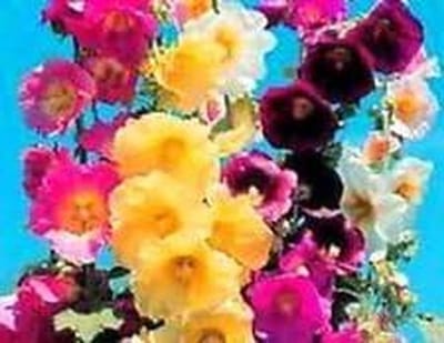 Alcea Zaadmix - Malva Zaden - Bloementuin Aanleggen - Heirloom Variëteiten - 25 Zaden - Gemengd