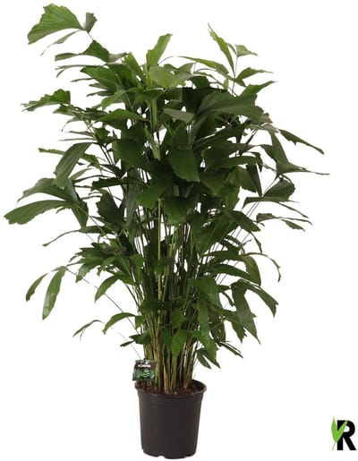 Caryota mitis 130 cm – Kamerplant – Vers Van De Kweker – Potmaat Ø24 cm