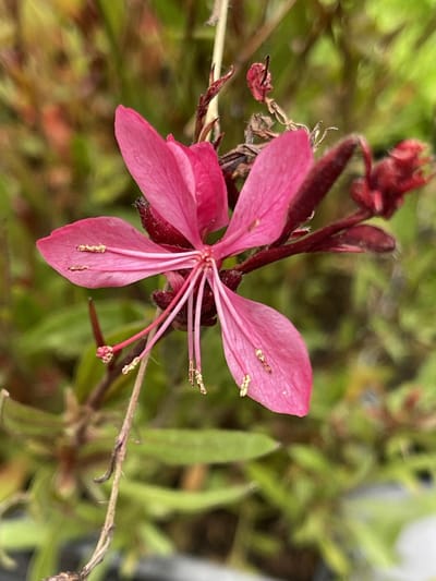 6x Gaura - Gaura lindh. 'Tutti Frutti'( oenothera lindh.) | 9x9 cm pot