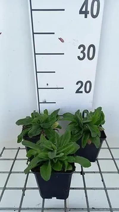 6x Hieracium - Hieracium aurantiacum | 9x9 cm pot