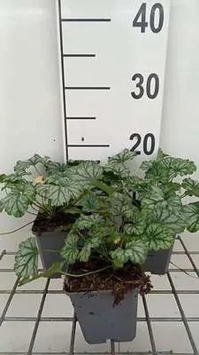 6x Purperklokje - Heuchera hybr. 'Paris' | 9x9 cm pot