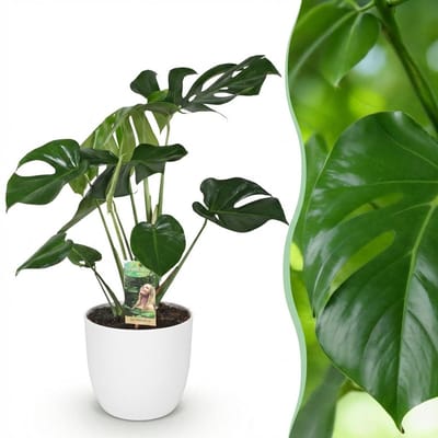 Plantenboetiek.nl | Monstera Deliciosa - Gatenplant - Weinig onderhoud - Groen - met Potter Wit - Ø21cm - 70-80cm hoog - Kamerplant - Arrangement - Plant met pot