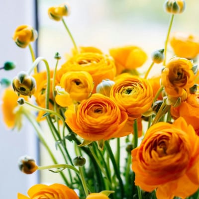 Aziatische ranonkel (Ranunculus asiaticus) - Ranonkel Oranje - Ranunculus dubbel - Bijen-Vlinders - Snijbloemen - (Ook)-Voor in huis - Zomerbollen