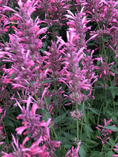6 x Agastache 'Red Fortune' - Anijsplant pot 9x9 cm