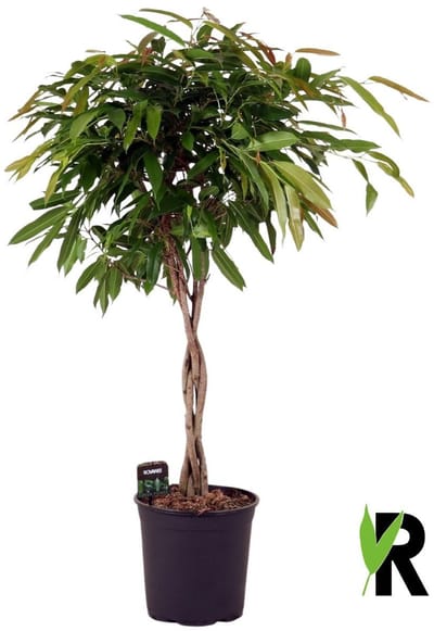 Ficus binnendijkii Amstel King gevlochten stam 120 cm – Kamerplant – Vers Van De Kweker – Potmaat Ø27 cm