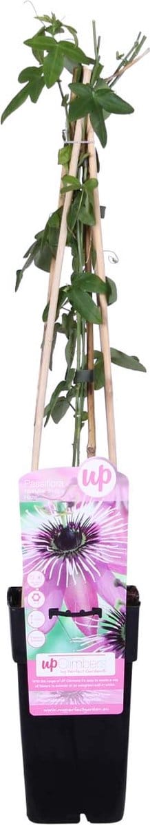 Bloomique - Passiflora Purple Haze - Passiebloem - Paars - Klimplanten - Tuinplanten - Winterhard - Hoogte 50-70 cm - Pot 15 cm