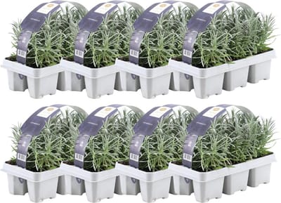 Trendyplants - Lavendel angustifolia - 48 stuks - Lavendel - Winterhard - Hoogte 10-20 cm - Potmaat Ø7cm