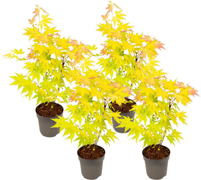 Plant in a Box - Japanse esdoorn - 4 stuks - Acer palmatum 'Orange Dream' - Hoogte 25-40cm - Potmaat 10,5cm - boom - groen - oranje