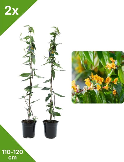 GARDENZO - 2x Gele Bladhoudende Kamperfoelie Lonicera Copper Beauty XXL - in 2 ltr pot- 115-120 cm