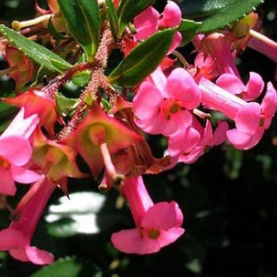 Escallonia Rubra Macrantha - Escallonia 40-50 cm in pot