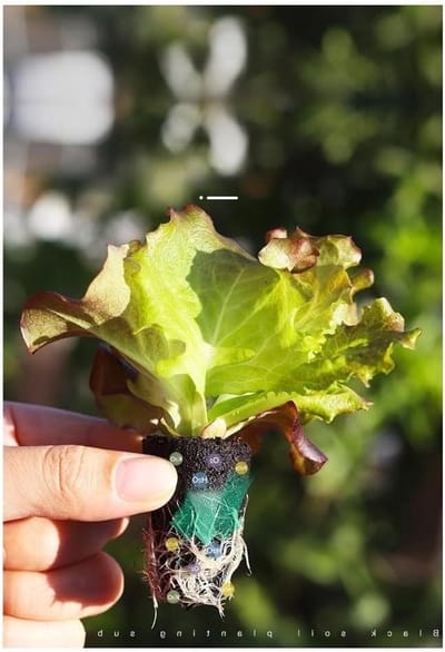 Plantspons Kweekblok - Teelt Medium - Zaailingen Starten - Optimaal Vochtbehoud - 12 of 50 Stuks - Bruin