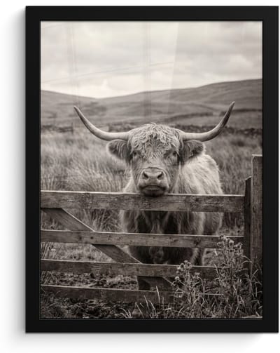 Poster in lijst - Fotolijst 30x40 cm - Posters - Schotse hooglander - Zwart - Wit - Hout - Posterlijst zwart - Decoratie - Wanddecoratie woonkamer - Muurdecoratie slaapkamer