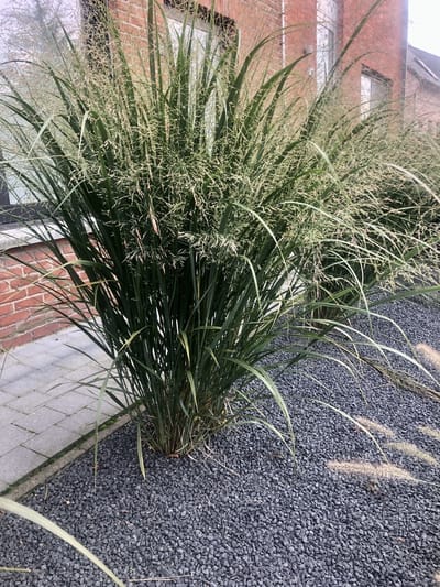 12 x Panicum virgatum 'Northwind' - Vingergras in 9x9cm pot