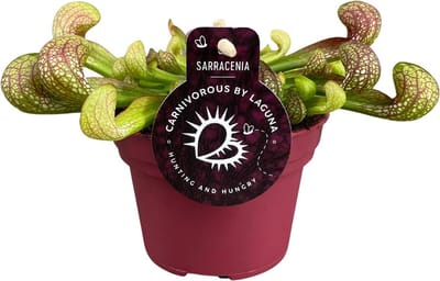 Plantenboetiek.nl | Sarracenia Psittacina - Ø12cm - 13cm hoog - Kamerplant - Groenblijvend