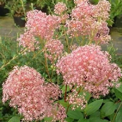 Roze Sierstruik - Amerikaanse sering - Tuin Decoratie - Bladverliezend - 30-40 cm - Roze