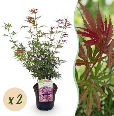 Green boutiQ - Terrasplant - Japanse Esdoorn - Acer palmatum Jerre Swarts - Donker Rood - 2 Planten - Bladverliezend - Pot 19cm Hoogte 70cm
