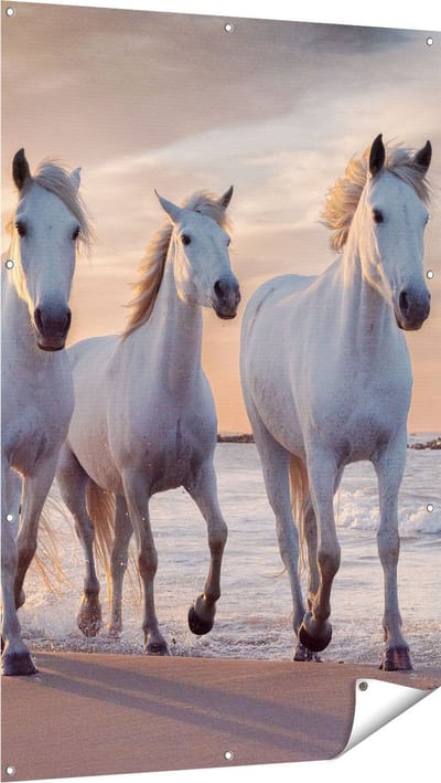 Gards Tuinposter Witte Paarden op het Strand bij Water - 100x150 cm - Tuindoek - Tuindecoratie - Wanddecoratie buiten - Tuinschilderij
