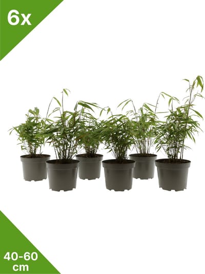 GARDENZO - 6x Fargesia 'Gansu' groene bladhoudende niet woekerende Bamboe in C2 - 40-60 cm