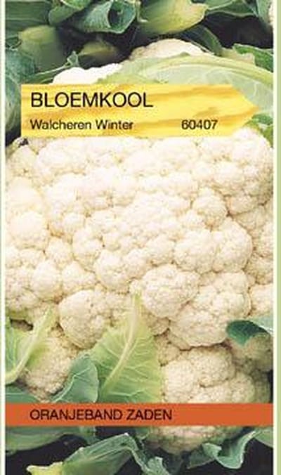 Bloemkool Walcheren Winter 5