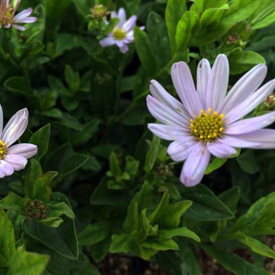 6 x Kalimeris Incisa 'Blue Star' - Zomeraster pot 9x9cm