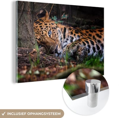 MuchoWow® Glasschilderij 60x40 cm - Schilderij acrylglas - Panter - Boom - Jungle - Foto op glas - Schilderijen