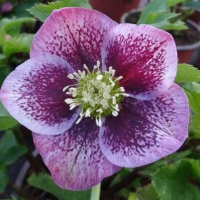 Nieskruid (Helleborus Orientalis) - Pretty Ellen Spotted - Kerstroos / Lenteroos - Vaste planten - Bijen-Vlinders