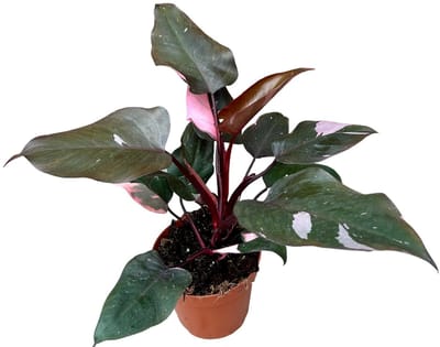 Philodendron Pink Princess Kamerplant Potmaat Ø17 cm |Vers Van De Kweker