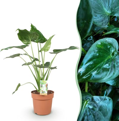 Plantenboetiek.nl | Green is... Alocasia Cucullata - Boeddha,s hand - Weinig onderhoud - Groen - Ø21cm - 65-70cm hoog - Kamerplant - Groenblijvend