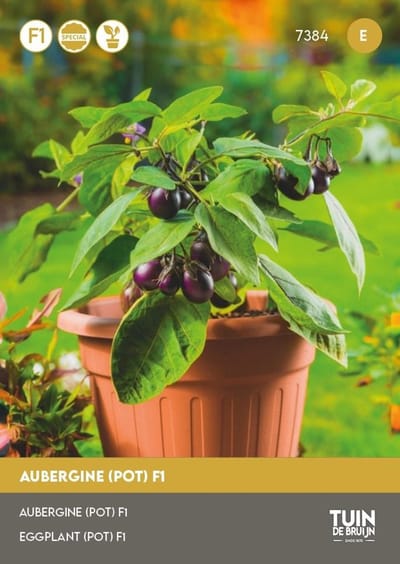 Tuin de Bruijn® zaden - Aubergine F1 - Speciaal voor in potten - Een klein blijvende plant - rijke oogst