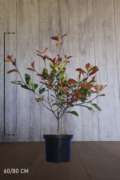 Plants Online - Haagplanten - Heesters - Glansmispel 'Red Robin' - Pot 60-80 cm - set van 10 - Bloeiende plant - Makkelijk te snoeien - Vruchtdragend - Wintergroen
