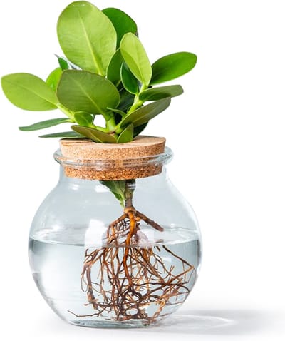 WL Plants - Hydroponie - Clusia - Appelvijg - Unieke Kamerplant - In Bolglas Met Klikkurk - Zeer gemakkelijk te verzorgen - 12cm diameter - ± 30cm hoog