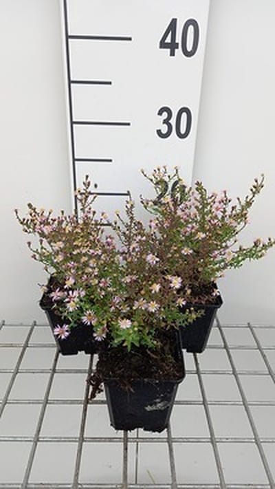 6x Aster - Aster eric. 'Lovely' | 9x9 cm pot