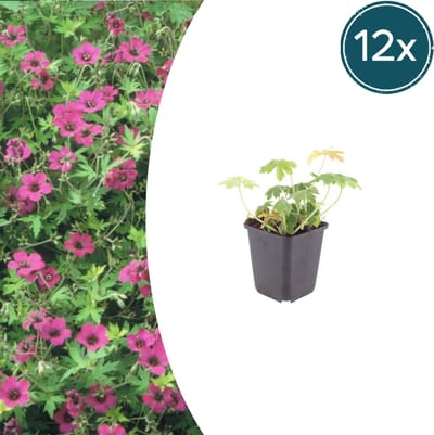 Tuinplantenshop.com | Geranium macr. 'Bevan's Variety' | 12 stuks - Ø9cm - 10-25cm hoog - Tuinplant