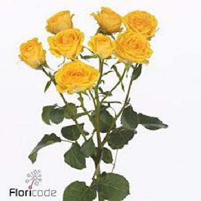 10x Rosa ramona 40cm
