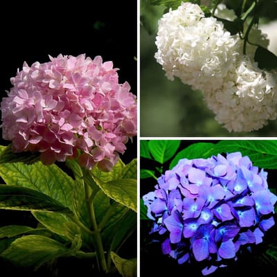 Hortensia Mix (wit, roze en blauw) - Hydrangea - (Ook)-Voor in huis - Bijen-Vlinders - Snijbloemen - Vaste planten