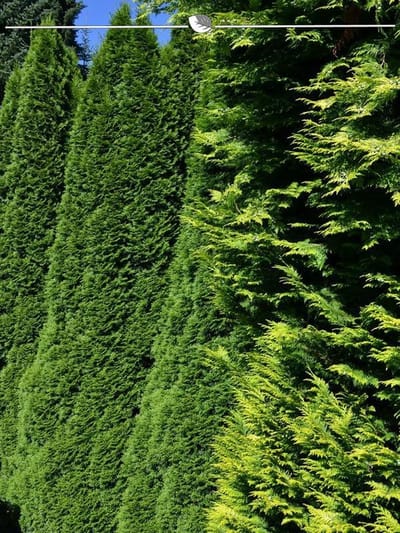 Westerse Levensboom Thuja Smaragd 60-80 cm, 15x Haagplant